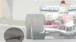 Inedit: o cartita ii taie calea lui Ralf Schumacher! (CU VIDEO!)