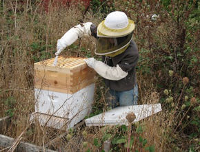 8 milioane de albine au blocat o autostrada americana