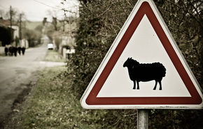 Franta: 42.000 de accidente provocate de animale anul trecut