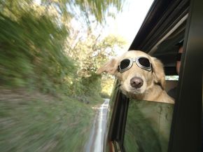 STUDIU: Poţi face accident dacă circuli cu câinele în maşină