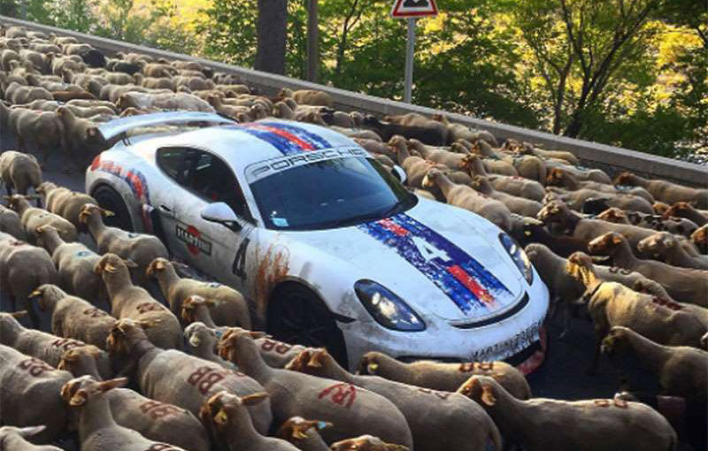 Se întâmplă și la case mai mari: o turmă de oi a blocat o cursă de supercaruri în Franța - Poza 1