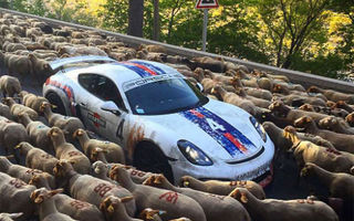 Se întâmplă și la case mai mari: o turmă de oi a blocat o cursă de supercaruri în Franța