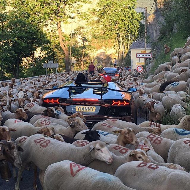 Se întâmplă și la case mai mari: o turmă de oi a blocat o cursă de supercaruri în Franța - Poza 2