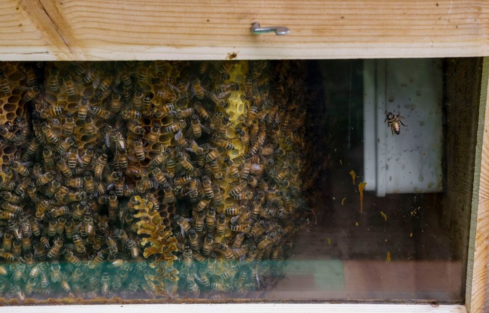 Ce legătură există între Lamborghini și o colonie de 600.000 de albine? - Poza 9
