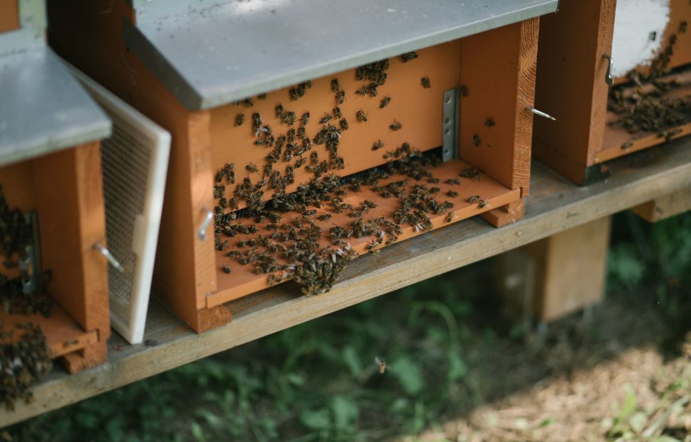 Ce legătură există între Lamborghini și o colonie de 600.000 de albine? - Poza 6