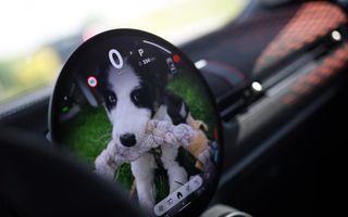 REPORTAJ: Din dragoste pentru animale, alături de noile Mini Cooper și Countryman