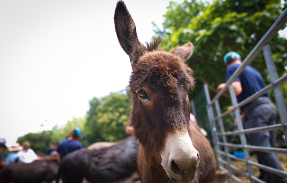 REPORTAJ: Din dragoste pentru animale, alături de noile Mini Cooper și Countryman - Poza 20