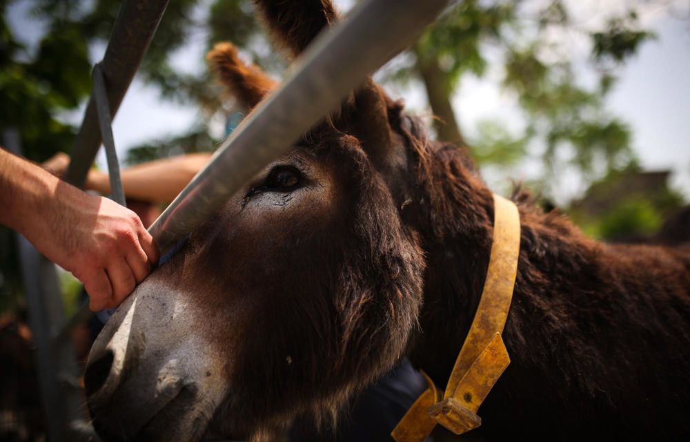 REPORTAJ: Din dragoste pentru animale, alături de noile Mini Cooper și Countryman - Poza 22