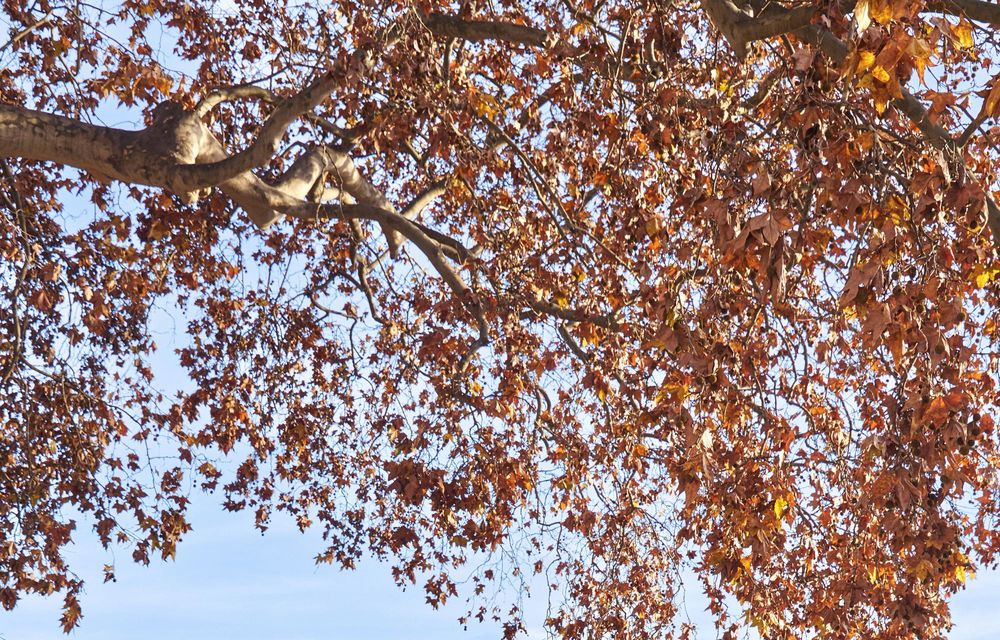 Noi detalii Volkswagen ID.Polo: autonomie de 450 de kilometri - Poza 69